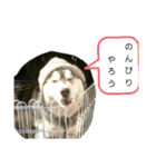 ハスキー犬の北斗（個別スタンプ：17）