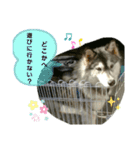 ハスキー犬の北斗（個別スタンプ：18）