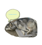 ハスキー犬の北斗（個別スタンプ：19）