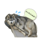 ハスキー犬の北斗（個別スタンプ：20）
