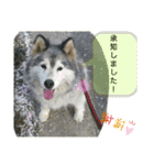 ハスキー犬の北斗（個別スタンプ：21）
