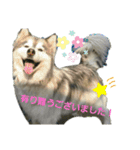 ハスキー犬の北斗（個別スタンプ：22）