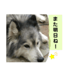 ハスキー犬の北斗（個別スタンプ：23）