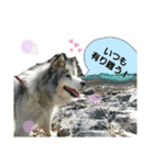 ハスキー犬の北斗（個別スタンプ：24）