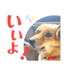 まめちゃん！！（個別スタンプ：1）