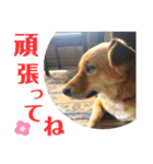 まめちゃん！！（個別スタンプ：3）