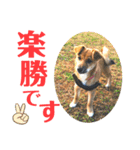 まめちゃん！！（個別スタンプ：15）