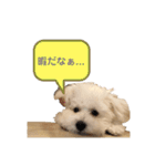 ちゃーちるのちるちるスタンプ（個別スタンプ：11）
