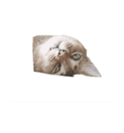 おれのねこだけど文句ある？（個別スタンプ：4）
