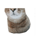 おれのねこだけど文句ある？（個別スタンプ：5）