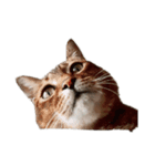おれのねこだけど文句ある？（個別スタンプ：6）