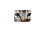 おれのねこだけど文句ある？（個別スタンプ：8）