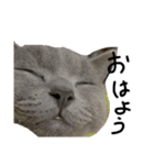 ねこのねこのねこ（個別スタンプ：2）