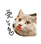 ねこのねこのねこ（個別スタンプ：9）
