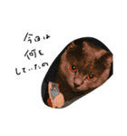 ねこのねこのねこ（個別スタンプ：11）