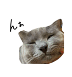 ねこのねこのねこ（個別スタンプ：13）