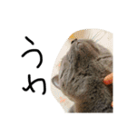 ねこのねこのねこ（個別スタンプ：20）