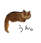 ねこのねこのねこ（個別スタンプ：27）