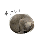 ねこのねこのねこ（個別スタンプ：28）