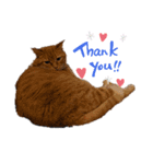 キュートでハッピーな猫ちゃんたち（個別スタンプ：1）