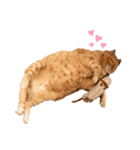 キュートでハッピーな猫ちゃんたち（個別スタンプ：3）