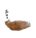 キュートでハッピーな猫ちゃんたち（個別スタンプ：5）