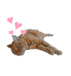 キュートでハッピーな猫ちゃんたち（個別スタンプ：6）