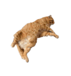 キュートでハッピーな猫ちゃんたち（個別スタンプ：7）