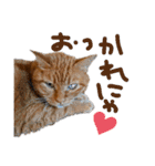 キュートでハッピーな猫ちゃんたち（個別スタンプ：9）