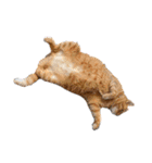 キュートでハッピーな猫ちゃんたち（個別スタンプ：11）