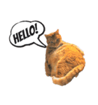 キュートでハッピーな猫ちゃんたち（個別スタンプ：12）