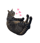 キュートでハッピーな猫ちゃんたち（個別スタンプ：14）