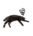 キュートでハッピーな猫ちゃんたち（個別スタンプ：15）