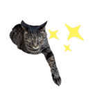 キュートでハッピーな猫ちゃんたち（個別スタンプ：16）