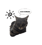 キュートでハッピーな猫ちゃんたち（個別スタンプ：17）