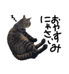 キュートでハッピーな猫ちゃんたち（個別スタンプ：19）