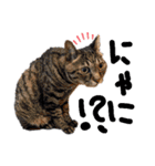 キュートでハッピーな猫ちゃんたち（個別スタンプ：20）