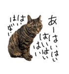 キュートでハッピーな猫ちゃんたち（個別スタンプ：21）