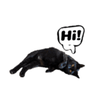 キュートでハッピーな猫ちゃんたち（個別スタンプ：22）
