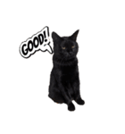 キュートでハッピーな猫ちゃんたち（個別スタンプ：24）