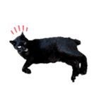 キュートでハッピーな猫ちゃんたち（個別スタンプ：25）