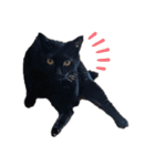 キュートでハッピーな猫ちゃんたち（個別スタンプ：27）