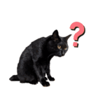 キュートでハッピーな猫ちゃんたち（個別スタンプ：28）