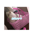 LILINANA（個別スタンプ：8）