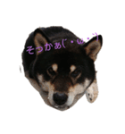 黒柴のくまです（個別スタンプ：1）