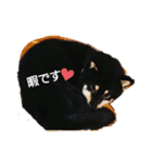 黒柴のくまです（個別スタンプ：4）
