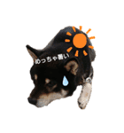 黒柴のくまです（個別スタンプ：9）
