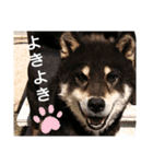 黒柴のくまです（個別スタンプ：10）