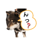 黒柴のくまです（個別スタンプ：11）