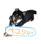 黒柴のくまです（個別スタンプ：16）